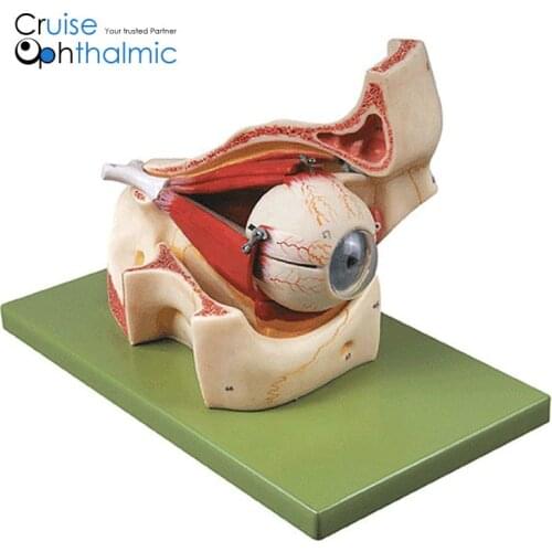 Premium Orbit and ocular muscles 5X Eyeball Model | For teaching and demonstration Eye Model, Anatomical Model