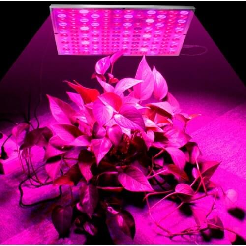 NANUM Phytolamps For Plants