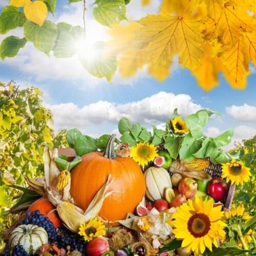 Autumn Festivals Sunflowers Fruit Pumpkin Grape Corn Sunshine Harvest Season Photo Background Photographic Backdrop Photo Studio