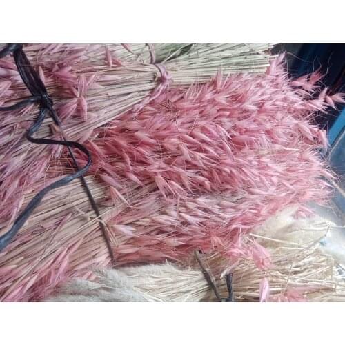 Decorative Preserved Natural Real Dried Avena Sativa Flower Bouquet Crafts Dry Wild Oats Pink color