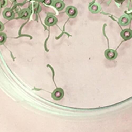 Watch movement parts new original NH05 NH06 movement parts NH05 four wheels NH06 four wheels single price