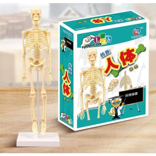 Human skeleton model diy assembly model scientific experiment toys teaching AIDS