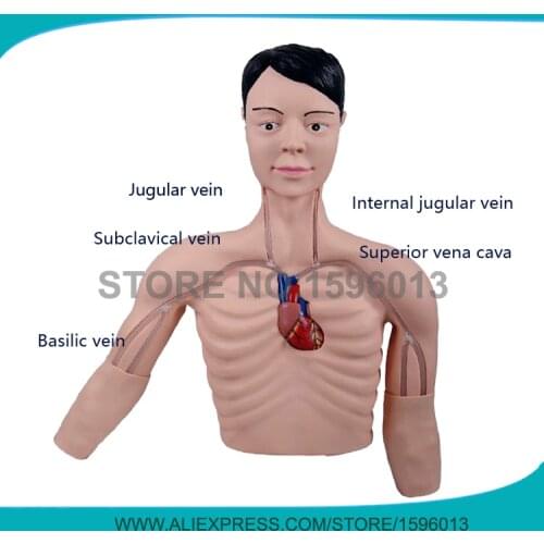 PICC Intervention Simulator Model, Peripherally Inserted Central Catheter Intervention Simulator Model