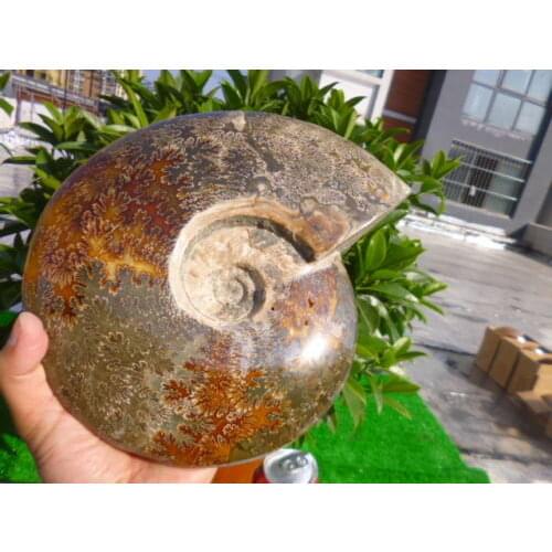 3880g(8.5 lb) Jade Chrysanthemum Ammonite Shell Fossil Madagascar