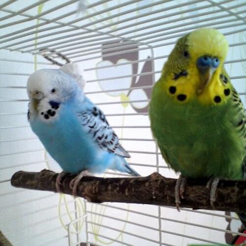 10Pcs Pet Bird Parrot Parakeet Budgie Cockatiel Cage Bird Toys Stand Rod Natural Wood Fork Perch Hanging Swing Bird Chewing Toys