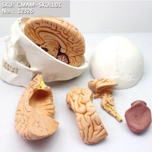 CMAM/12326 Skull, 8-parts brain, Plastic Skull Teaching Anatomical Model