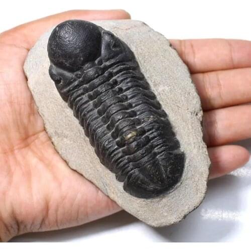 MOKAGY Natural Black Stone Trilobite Fossils 85MM-100MM 1pc
