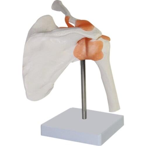 1:1 LifeSize Human Anatomy Skeleton Anatomical Model Skull Odontologia Shoulder Bone Muscle Joint Anatomical Model with Ligament