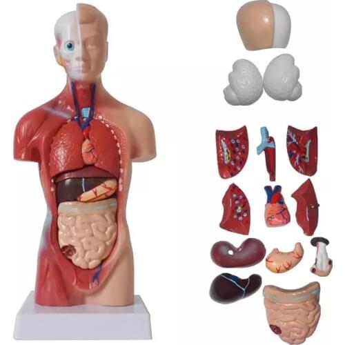 Unisex Human Torso Body Anatomy Anatomical Model Internal Organs Skeleton Greys Skeletal System For Teaching