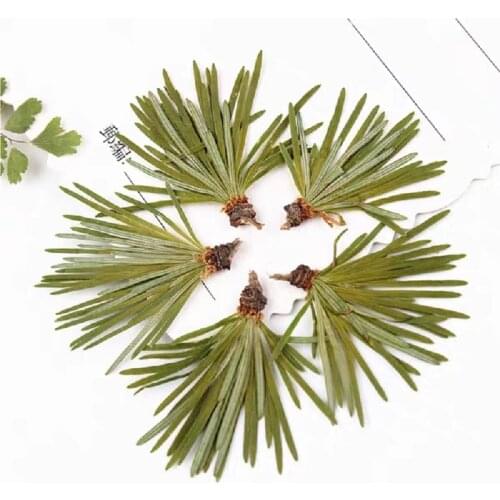 120pcs Pressed Dried Pine Needle Leaf Flower Plant Herbarium For Jewelry Photo Frame Phone Case Bookmark Making DIY