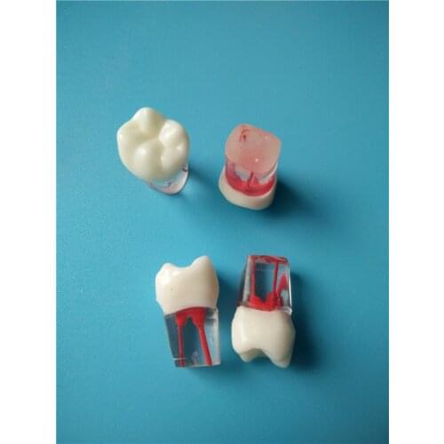 Root canal of the tooth model extracted tooth with Medullary cavity 3pcs free shipping