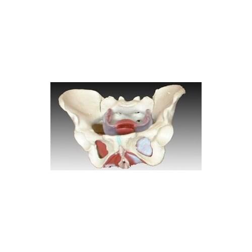 Female basin model skeleton model human model