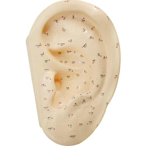 40cm Human Ear Acupuncture Point Model Reflexology Acupoint Ear Model with English manual for Vaccaria Seeds Or acupuncture