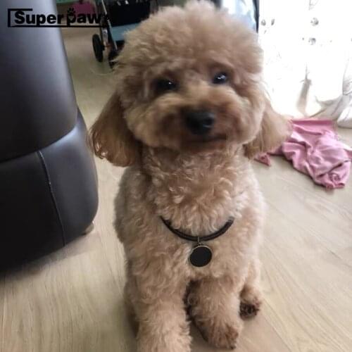 New Pet Dog Leather Collar Necklace for Small Medium Dogs Puppy Cat Leading Accessories French Bulldog Schnzuzer Pug YLL02