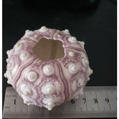 Free Shipping(6pcs lot)Natural Sea Urchin Bottle Set Natural Shell&Conch Beach Wedding&Party&Holiday Decor