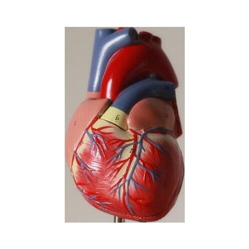 1:1 human heart Anatomical Model Medical heart model free shipping
