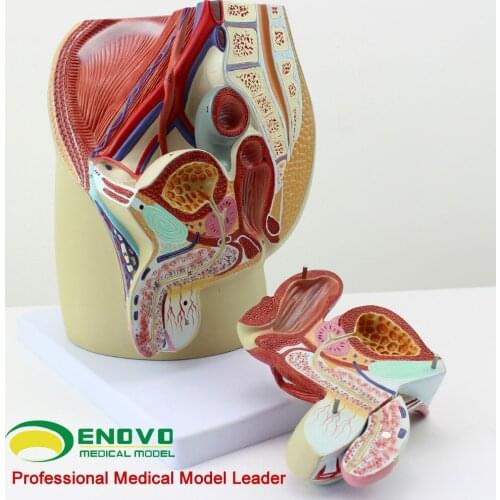 1:1 4pcs Male and female genitourinary system model Pelvic anatomical structure model Professional medical model