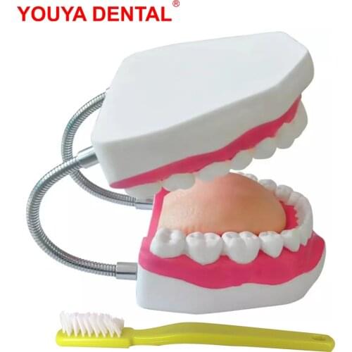 Dental Model Teeth 4 Times Normal Brushing Model With Big Toothbrush Teaching Modeling Medical Dentist Oral Care Dental Products