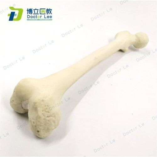Human skeleton operation practice model of femur ORTHObones for train surgical manipulations