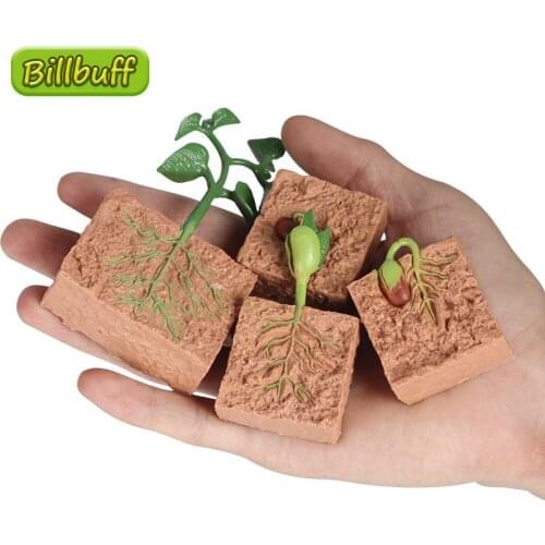 New Simulation Plant Growth Process Models Seed Solid Soybean Growth Cycle Early Education Childrens Science Education Toys Gift