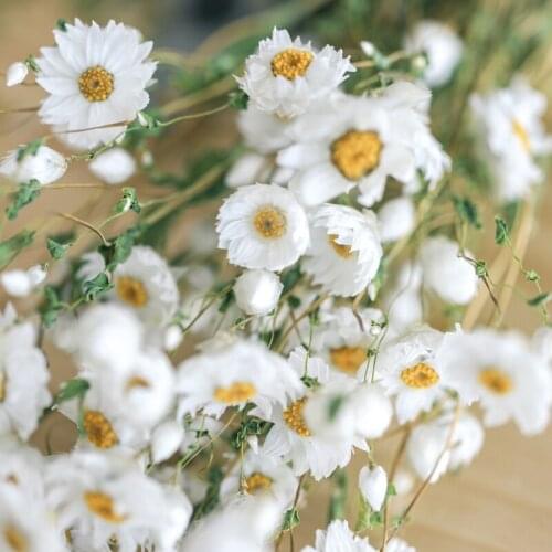 Real Helichrysum Daisy White Rudan Birds Eternal Preserved Dried Flower Bouquet FLoral Arrangement Home Vase Home Room Art Decor