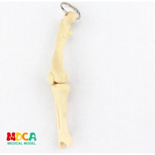 Human leg bone key buckle ornament gift pendant key buckle human.organ anatomy medical teaching toy YSK015
