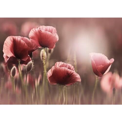 JMINE Div 5D Poppy Flower Full Diamond Painting cross stitch kits art High Quality Floral 3D paint by diamonds