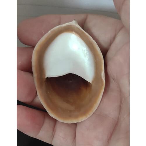 Rare Sea Beach Shells Crafts Seashells Aquarium Decor Photo Props