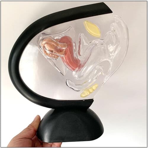 Transparent Human Uterus Vaginal Reproductive System Anatomical Contraceptive Enlargement Model