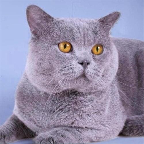 Animal Cat DIY 11CT Embroidery Cross Stitch Kits Craft Needlework Set Printed Canvas Cotton Thread Home Decoration On Design