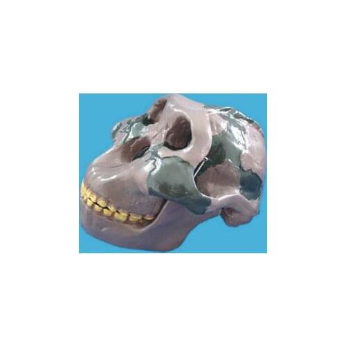Orr both literati skull model Medical teaching model free shipping