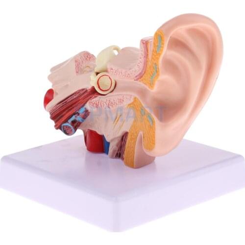 Magnification 1.5x Human Ear Joint Outer, Middle, Inner ear Model with Base School Teaching Supplies Educative