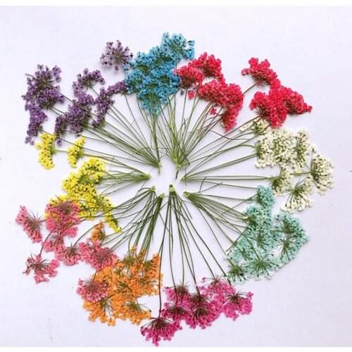 60pcs Pressed Dried Several Ammi Majus Flower With Stalks Plants Herbarium For Times Gems Jewelry Pendant Rings Flower Making