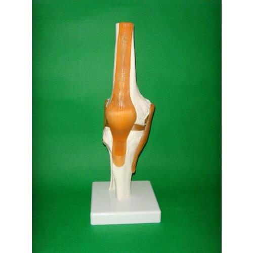 Free shipping&1:1 Natural size functional knee model for medical use