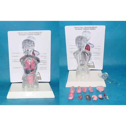 Assembled 13 Parts Transparent Human Torso Human Anatomy Model 4D Bust Female Body Head Musculoskeletal Anatomy Science Model