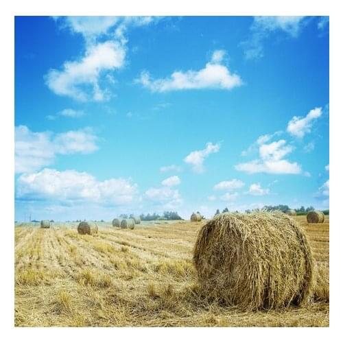 New Arrival Photography Backdrop Backgrounds Blue Sky with White Cloud Photo Backdrop Straw Filed for Baby Photos