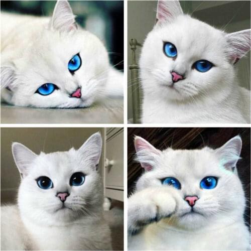 AZQSD Diamond Painting 5d Cat Cross Stitch Picture Of Rhinestones Needlework Diamond Embroidery Animal Handicrafts Home Decor