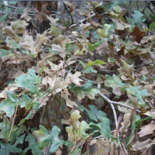 50 Square meters TSAUTOP good quality marble pattern hydrographic films film hydrographics width 100CM GW12526