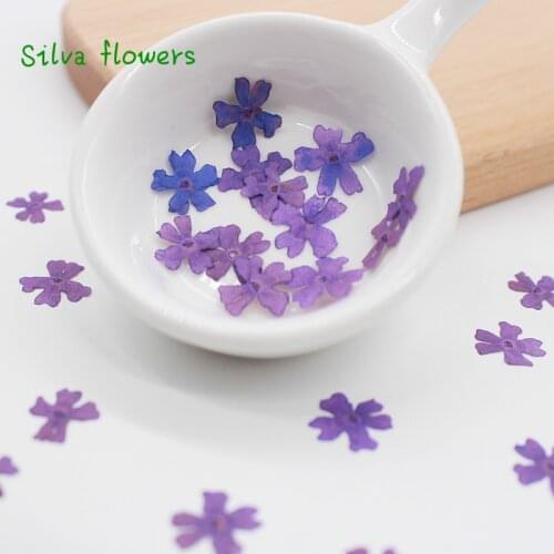 Beautiful Cherry Mini Dry Flower Embossing Drop Glue Real Flower Mobile Phone Shell Material Candle DIY Making