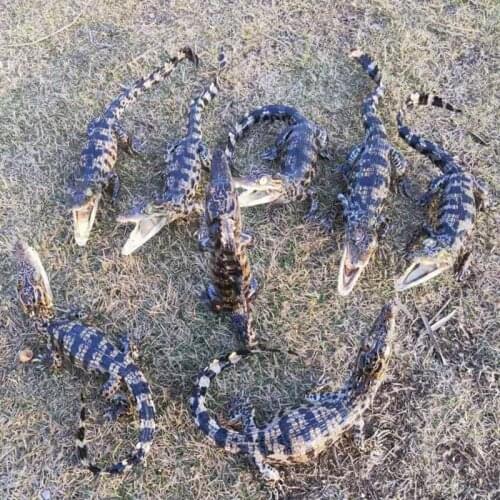 1Pcs Taxidermy Animal Collectables Small ornaments Decoration Crafts Figurines & Miniatures Ornament gift