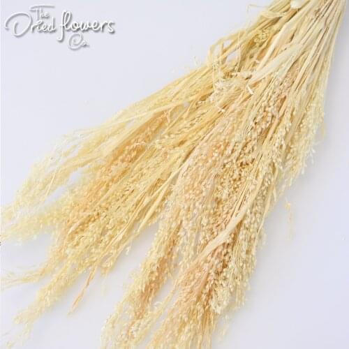 Dried Bird Feed Red Natural Blue Dried Flower Natural Plant Wedding Decor Home Decor Dried Grass