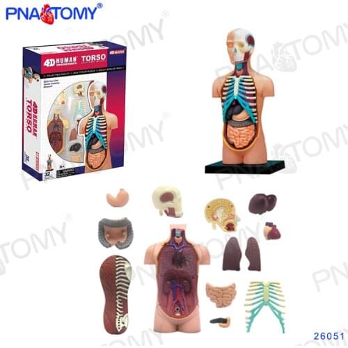 4d Human Anatomical Model Torso Anatomy Skeleton DIY Gift Children Toy Puzzle Educational Model Internal Organs
