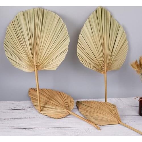 Palm Fan Leaf Dried Flower Palm Leaf Window Reception Party Art Wall Hanging Decoration Wedding Arch Arrangement