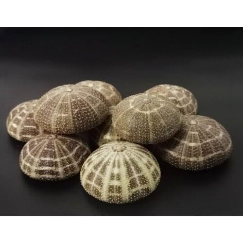 10pcs Sea Urchin Natural Shell Conch Beach Wedding Decoration Coastal Home Decoration
