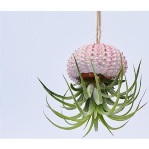 New 100pcs/lot Air Plants Holders Natural Sea urchin Shell Wall Hanger Handmade Rope Hanging Plant Hanger with Ropes