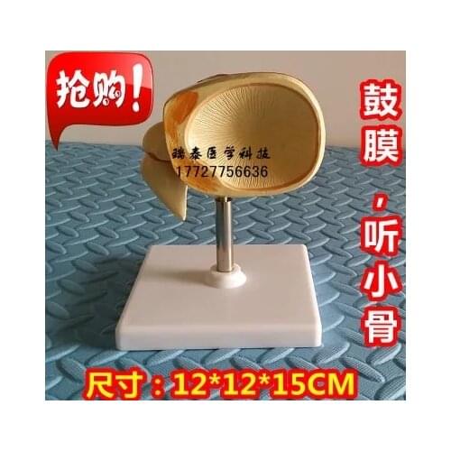 12*12*15cm human model Tympanic membrane magnification model otosteon inner ear teaching models free shipping