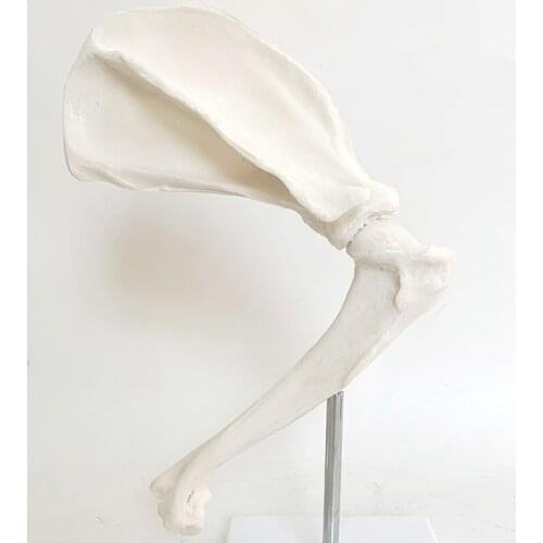 Animal Dog Shoulder Joint Skeleton Model Scapula bone model