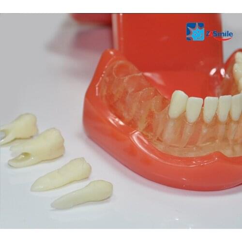 M7005 Soft Gum with Removable Teeth-full Hinge/Dental Standard Teeth Model