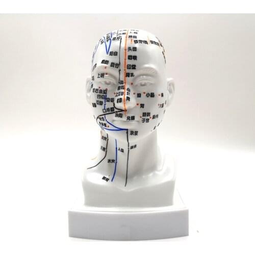 1pcs Human Head and Facial Acupoint Model 19cm Clearly Engraved Head Model for Massage Head Teaching Studying Display