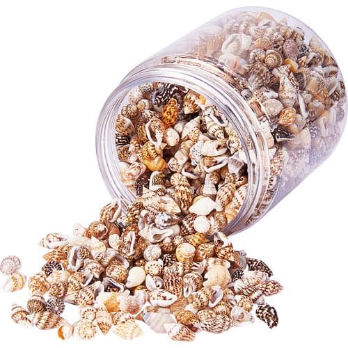 1 Box Multi Assorted Natural Conch Shells Beach Decoration Accents